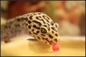 Repti-Zoo miska na wodę S 11x8x3cm