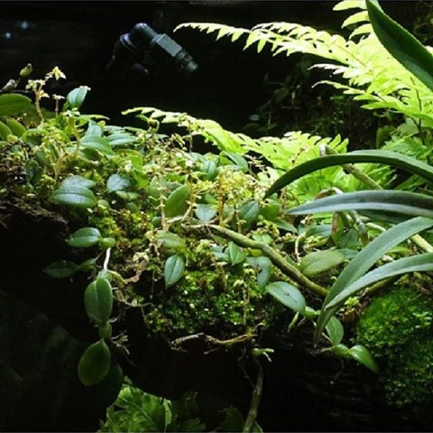 Wacool Rainforest Plant Cotton 290x290mm - hydrolon Wacool Rainforest Plant Cotton 290x290mm - hydrolon