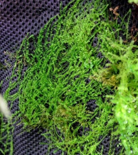 Wacool Rainforest Plant Cotton 290x290mm - hydrolon Wacool Rainforest Plant Cotton 290x290mm - hydrolon
