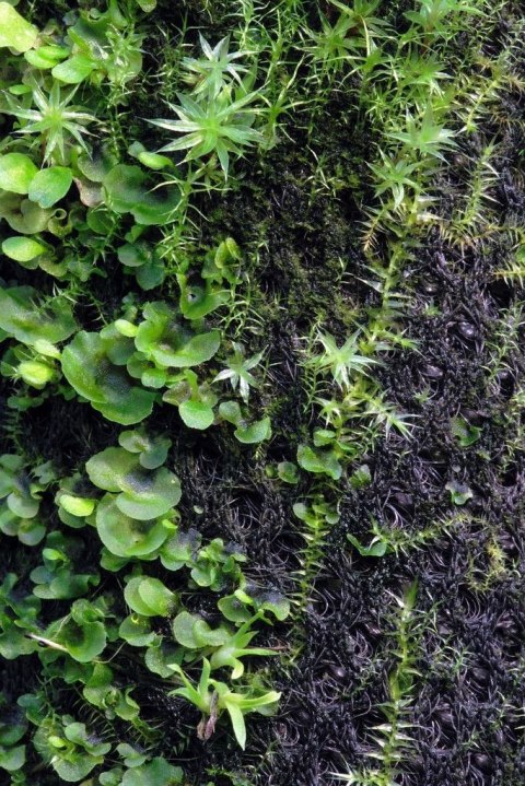 Wacool Rainforest Plant Cotton 440x440m - hydrolon Wacool Rainforest Plant Cotton 440x440m - hydrolon