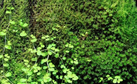 Wacool Rainforest Plant Cotton 440x440m - hydrolon Wacool Rainforest Plant Cotton 440x440m - hydrolon