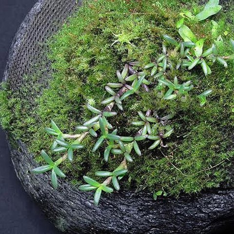 Wacool Rainforest Plant Cotton 590x440mm - hydrolon Wacool Rainforest Plant Cotton 590x440mm - hydrolon