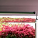 Chihiros B-Series B60 LED Light with Commander - lampa led sterowana aplikacją 60-80cm