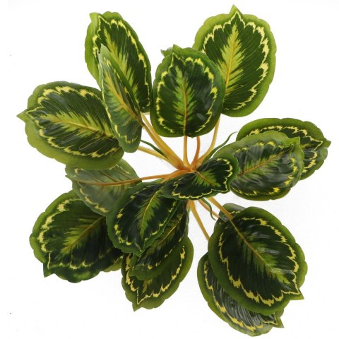 Bello Plant - Calathea Multi - roślina XXL do obrazów 3D Bello Plant - Calathea Multi - roślina XXL do obrazów 3D