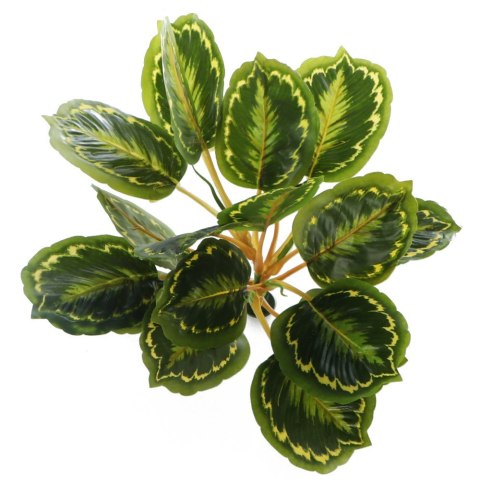 Bello Plant - Calathea Multi - roślina XXL do obrazów 3D Bello Plant - Calathea Multi - roślina XXL do obrazów 3D