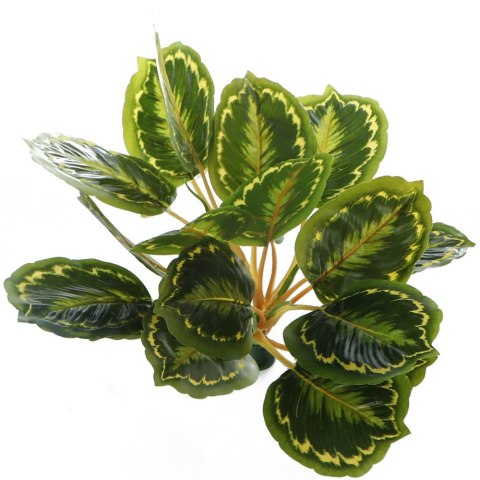 Bello Plant - Calathea Multi - roślina XXL do obrazów 3D Bello Plant - Calathea Multi - roślina XXL do obrazów 3D