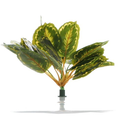 Bello Plant - Calathea Multi - roślina XXL do obrazów 3D Bello Plant - Calathea Multi - roślina XXL do obrazów 3D