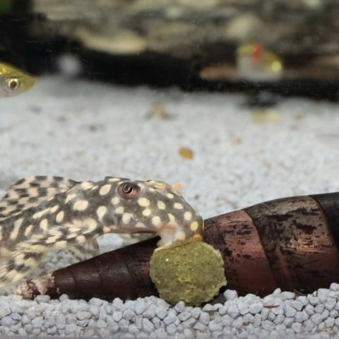 JBL Pronovo Pleco Wafer M 100ml - pokarm dla glonojadów roślinożernych JBL Pronovo Pleco Wafer M 100ml - pokarm dla glonojadów roślinożernych