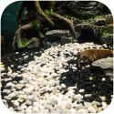 Eco Plant Black River 1kg - żwirek czarny 2-4mm