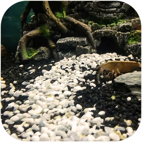 Eco Plant Black River 1kg - żwirek czarny 2-4mm Eco Plant Black River 1kg - żwirek czarny 2-4mm