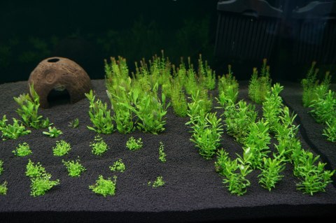 H.E.L.P Podłoże Advanced Soil Shrimps 3l H.E.L.P Podłoże Advanced Soil Shrimps 3l