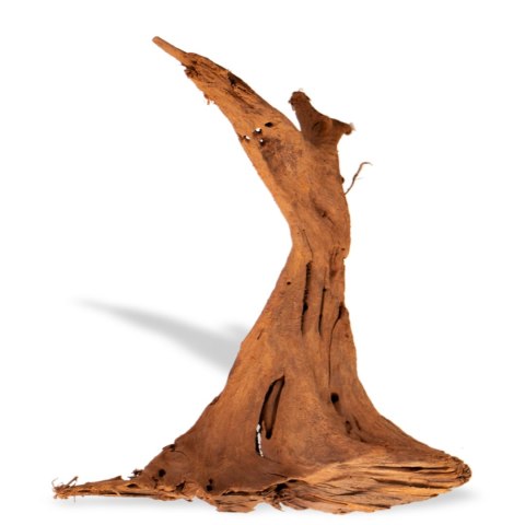 Philippines Classic Driftwood - drzewo mangrowca z wody M 25cm - 30cm Philippines Classic Driftwood - drzewo mangrowca z wody M 25cm - 30cm