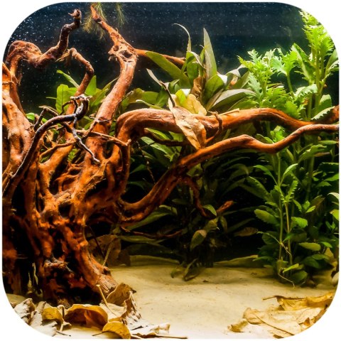Shizen Essence J-roots S - małe korzenie japońskie Mizube i Ryuboku Shizen Essence J-roots S - małe korzenie japońskie Mizube i Ryuboku