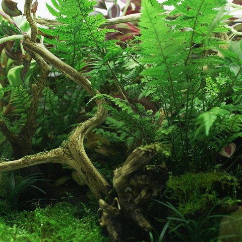 YOKUCHI JANGURU SOIL 4L - podłoże dla roślin tropikalnych YOKUCHI JANGURU SOIL 4L - podłoże dla roślin tropikalnych